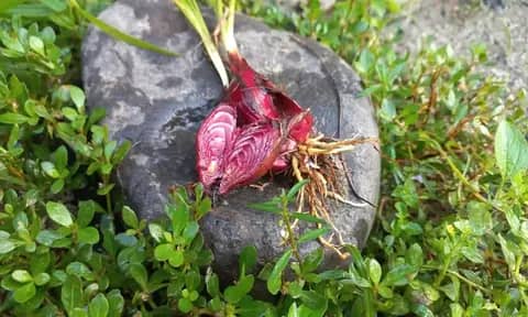 7 Manfaat Bawang Dayak Bagi Kesehatan