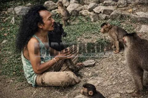 Ekosistem Rusak, Primata pun Mengemis di Jalanan Sibaganding