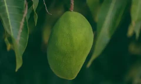 Manfaat Mangga yang Mungkin Belum Anda Ketahui!