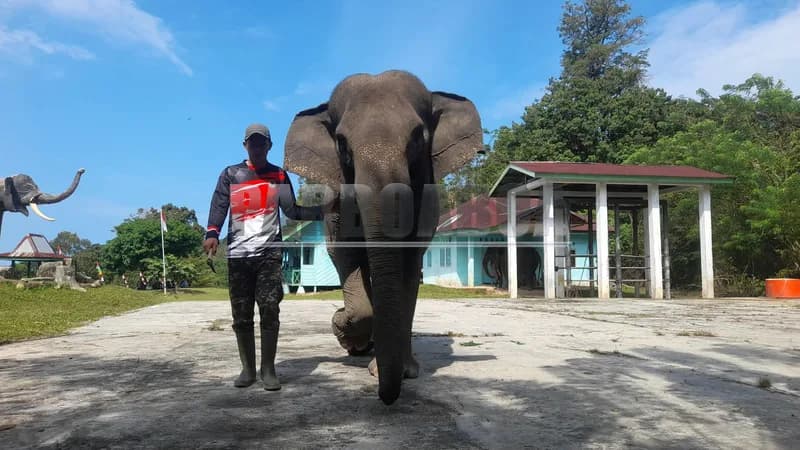 Gajah betina termuda, Bona, kini menjelma menjadi maskot kebanggaan PLG Seblat (Foto: Demon Fajri/PARBOABOA).