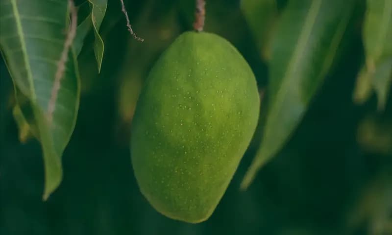 Buah Mangga Yang Kaya Akan Manfaat (Foto: Pexels/@MESSALA CIULLA)