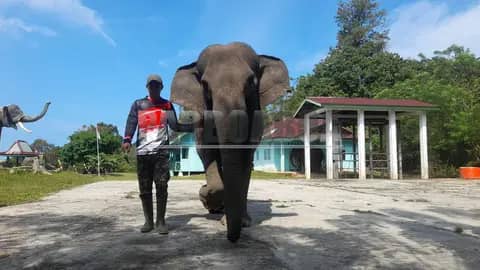 Menjaga Raksasa Rimba Sumatra