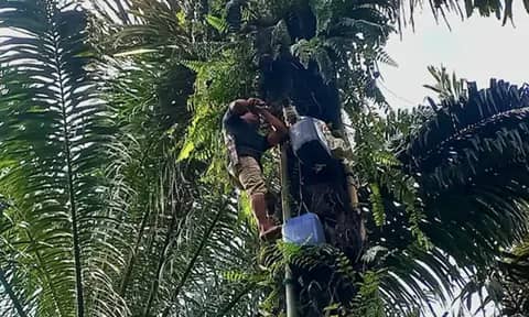 Tuak, Rasa, dan Suara: Jejak Budaya Batak dalam Gelas dan Dialog