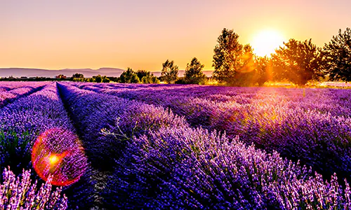 8 Arti Bunga Lavender dalam Kehidupan dan Makna dari Setiap Warnanya