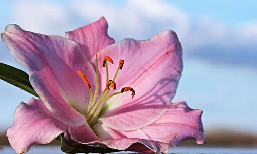 Sarat Akan Makna, Ini Berbagai Arti Bunga Lili Berdasarkan Warna